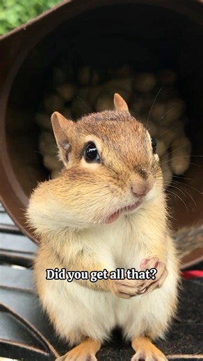 192K views · 7.5K reactions | Mona has an important message ️ #flashbackfriday #chipmunk #funnyanimals #socute #spreadtheword | Van Gogh the Chippy | Facebook