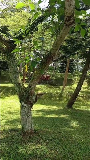 Ide Weekend: Main ke Kopi Banaran Semarang! ☕