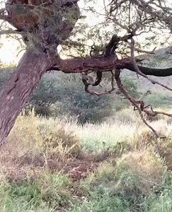 Sociable weaver nest colonies are a prominent feature of the Tswalu landscape. They may house hundreds of individual weavers, often living in small family groups, but collectively building and maintaining the structure. A leopard will typically use a tree like this as a territorial scent marking site or a lookout point. These nest colonies also provide shelter for many Kalahari mammals, birds and reptiles. Anthony Lowney, who conducted his PhD thesis on this topic, found that these colonies are 