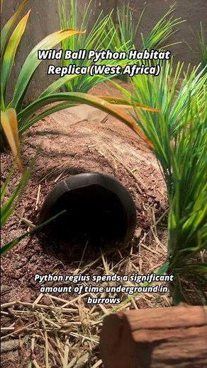 How I set up my ball python enclosure !#realistic