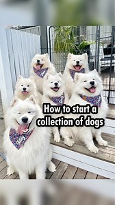 497K views · 11K reactions | How to start a collection of doggos? Well we are experts at this. Here is a rundown on how we went from one to six (by accident if course) | Poppet and the Wolf Pack | Facebook