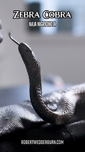 What an Impressive Zebra Cobra! 🐍😲 #cobra #venom #snake #snakes #venomous #herpetology #ReptileKeeper #snakebites #snakesofinstagram #snakebreeder #wildlifephotographer #wildlifeaddicts #wildlifelovers #wildlife #wildlifeplanet #wildlifeonearth #wildlifephotography #wildlifeconservation #snakephotography | Robert Wedderburn Productions