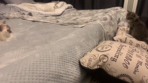 1.5K views · 332 reactions | #FluffymuffProductions #FuzzyLoveConnections When you try all your cutest tricks and she’s still playing hard to get. ❤️ | Fluffymuff Productions | Facebook