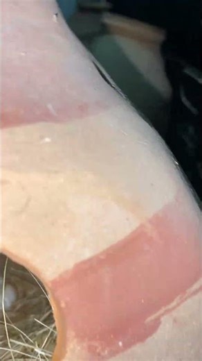 White Java Gold Agate – Fast Breeding & Stunning Beauty