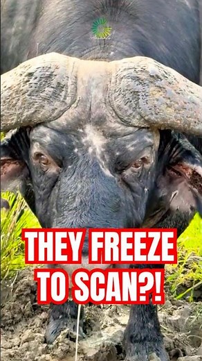 Everyone Thinks This Is a Cow — BIG Mistake #wildlifeentertainment