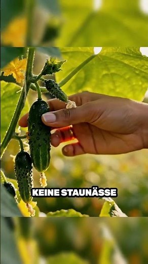 Nutrient deficiency is destroying your potted cucumbers – don't do it like this! #Garden #Warning...