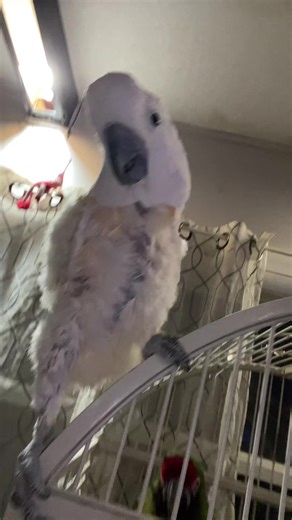 Guide to Cockatoo Care and Training for Pet Owners