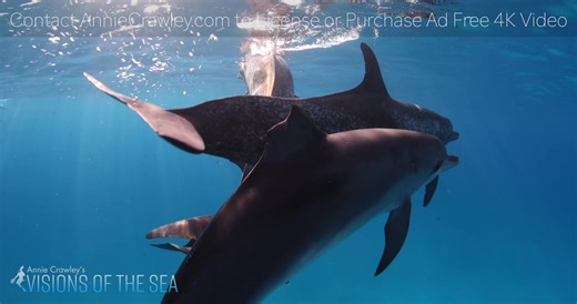 Join me on Thursday October 9th, at the Edmonds Waterfront Center. I'm hosting Dr Cindy Elliser from the Salish Sea Institute who will discuss “Secrets of the Harbor Porpoise”—understanding the behavior of these elusive animals and their important role in ecosystem health, and how science and community engagement can protect porpoises and the Salish Sea. This is part of the Environmental Speaker Series I created with the Edmonds Waterfront Center, doors open at 6:00 and program starts at 6:30. R