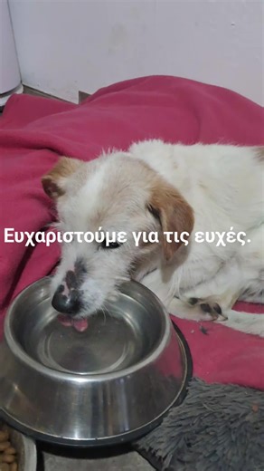 Ευχαριστούμε για τις ευχές σας, όλα να πάνε καλά για τον Δημητράκη μου,προσπαθεί το αγόρι μου το καλό,πίνει νερό και δροσίζει εμένα https://www.facebook.com/share/r/1Drsjbnaz5/