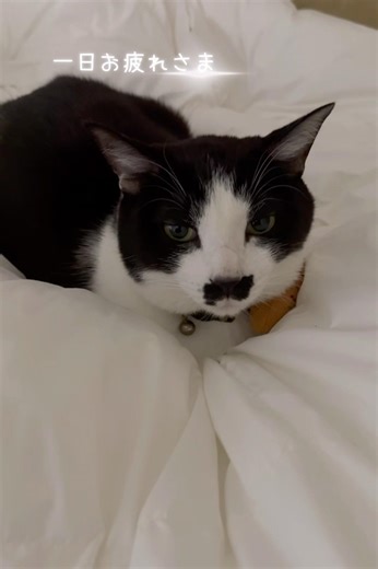 ゆっくり過ごしてね#チョビとココアとレオン #ねこ #猫 #猫動画 #cat #cat #猫好きさんと繋がりたい #保護猫