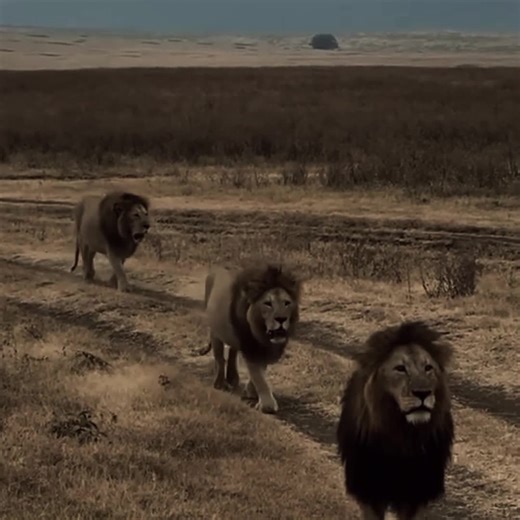 Lion Coalitions: Powerful Forces in the Wild