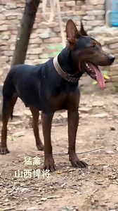 Chinese Red Dog (Laizhou Hong)Owner Jiang Jingke Raptor 11 Months Old 📍🇨🇳 #china #arispedigree News :https://arispedigree.com/newsDetail/101 | Dogs In The World