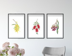 Australian Native Flower Drawing Print Set V2. Bottlebrush, Wattle & Gum Blossoms. Watercolour Pencil Art. Unique Gift for Her, Aussie Decor - Etsy Australia