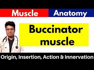 Buccinator Muscle | Origin, Insertion, Action & Innervation | in Hindi
