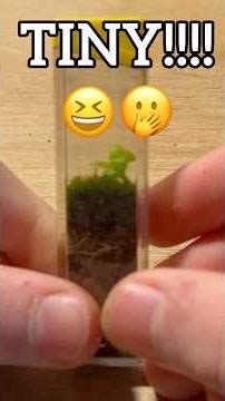 Nano terrarium tutorial #nature #ihavethisthingwithplants