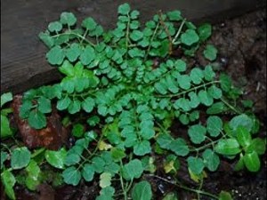 Hairy Bitter Cress, Cardamine hirsuta, on a rooftop.