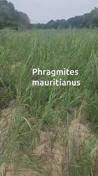The Lowveld reed, Phragmites mauritianus