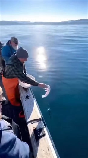 When fishermen film with their phones… you know it’s about to get REAL 😳 This orca did NOT come to play. #OrcaAttack #OceanChaos #WildEncounter #FishingLife #fblifestyle | Zack Orca Films