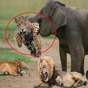 6.1K views · 92 reactions | Horrible battle between two buffaloes | Dangerous Predators | Facebook