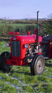 15 reactions | Here’s your chance to own a piece of farming history! ❤️ This Massey Ferguson 35X, fully restored to mint condition, features a powerful 3-cylinder diesel engine and is ready to take on any task with style and reliability. Whether you’re a collector or looking for a classic workhorse, this iconic tractor is a must-have. Enter now for your chance to win! | Lucky Day Competitions | Facebook