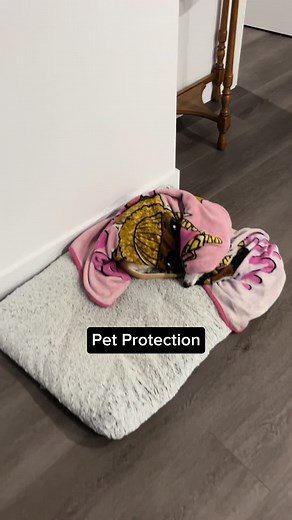 Are you more of a cat or a dog person? Some people say witches should have a black cat, but I’m a witch and I love my beige doggy 🥰 #petprotection #petprotectionspell #petspell #protectionspell #protectionspells #protectionspelljar #spelljar #spelljars #witchcraft #witchtips