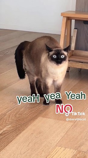 DAD LMOA GO AWAY I ,, NOTHING DID. I —- lmoa #BAGAGWA #CHARALS #MERVTHECAT #SCARYSTORIES #OCTOBER3rd #scary_stories #halloween #october #siamese #funny #animals #nature #animal #pets #wildlife #cute #love #fyp #foryou #foryoupage #xyzabc