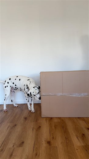 Pyke‘s neues Bett 🛏️🐶 #pykedalmatiner #dogofyoutube #dalmatiner #hundeglück #doglife #hundeliebe
