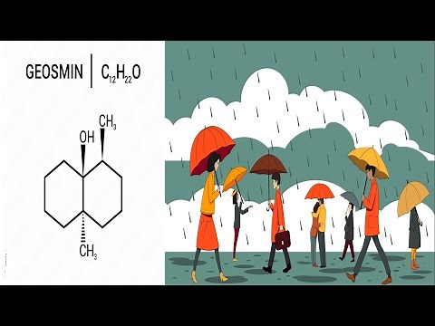 Why Rain Smells So Good: Geosmin and Microbial Magic