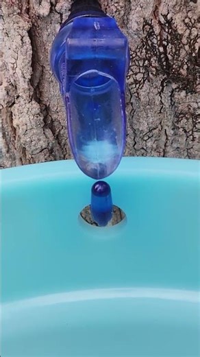 Collecting Maple Sap!