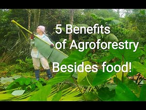 5 Benefits of Agroforestry -- besides food!