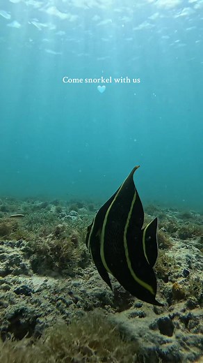 The juvenile French angelfish was so pretty!! . . . #islandlife #caribbean #snorkeling #islandgirl #seaturtle #oceanlife #usvirginislands #stthomas #travel