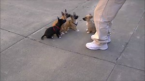 1.8K views · 64 reactions | Did you know that not all of Blue...