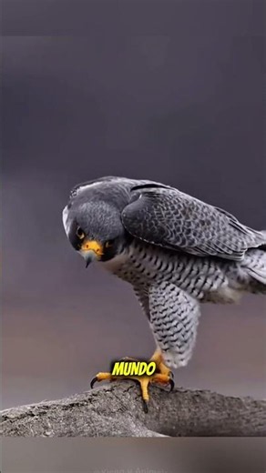 El verdadero rey del cielo podría no ser el águila