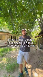 Gold's Tree Cobra (Pseudohaje goldii). A beautiful but poorly known snake that primarily lives high up in the tree canopy, but they have also been sighted on the ground. Most of the Kenyan records are by-catch in squirrel traps, we suspect there may still be a few around living high up in the tree canopy. The venom is a potent neurotoxin, but dues to their scarcity there are few recorded bites for this snake. They are found in the Kakamega Forest in Kenya, if you want to join me on a snake safar