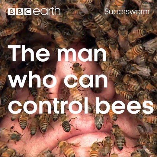 100K views · 1.1K reactions | This scientist can cause a swarm on his body and not suffer a single sting!  | BBC Earth | Facebook