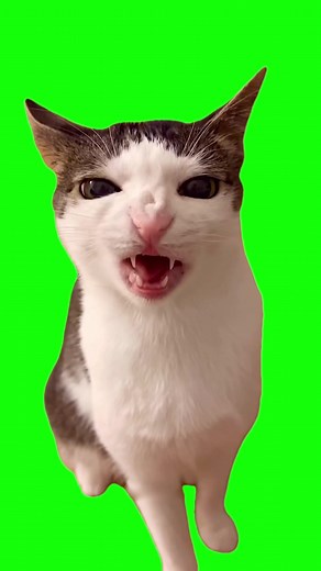 Crunchy Cat Luna Meme Green Screen Compilation