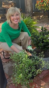 4K views · 106 reactions | Diamonds are a girls best friend ESPECIALLY when it comes to Diamond Spire Gardenia 﫶 Try this movable fragrance recipe @potagerblog has cooked up for us! ‍ | Southern Living Plant Collection | Facebook