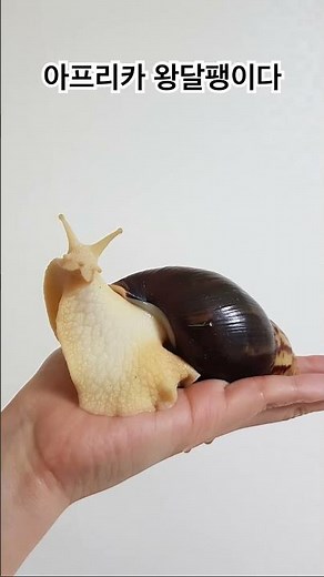 왕달팽이 진화과정 #아프리카왕달팽이 #snail #백와달팽이 #달팽이크기