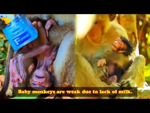 A mother monkey is running out of milk, and her baby is on the verge of death!
