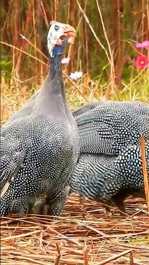The Difference Between Guinea Hen Calls #knowledge #interestingfacts #birds #birdsounds #farm