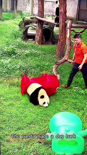 Panda-yanking on TikTok