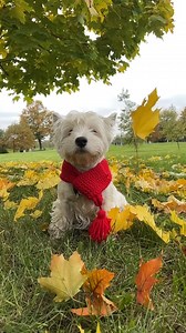 Muddy paws & cosy nights szn 🐾🌙 (ig/harrypotter_the_westie) | yappy.com