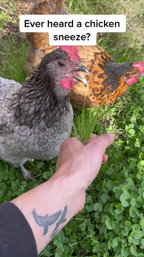 Blue Plymouth Rock Chicken - Funny Sneezing Moment