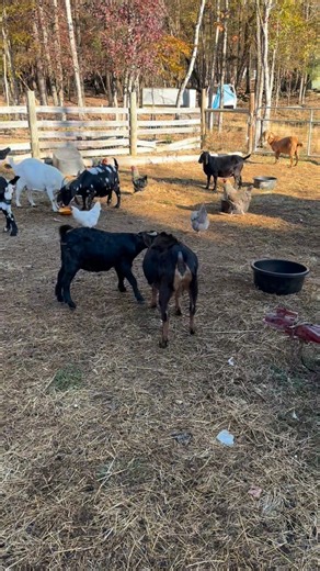 This is how goats “talk” when they don’t agree. Do your goats do this? | Cotton Bean Farms
