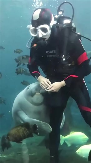 Underwater Photography Techniques for Beginners