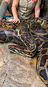 Massive Burmese python highlights the true scale of giant snakes