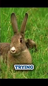 The Animal That Dances to Hunt 🕺🐇 #Stoat #NatureFacts #Shorts