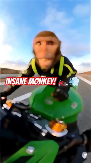 Rider monkey! 🐒🏍💨