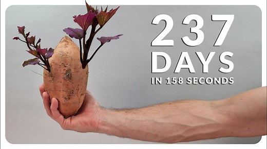 Sweet Potato Time-lapse