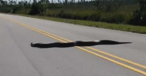 A 15-foot Burmese Python seen crossing road in Everglades National Park